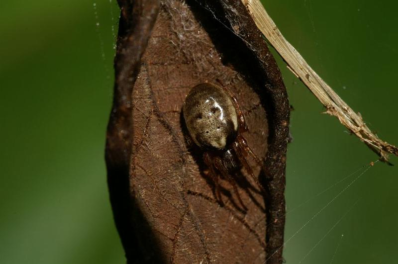 Phonognatha_graeffei_D5285_Z_88_Milaa Milaa_Australie.jpg